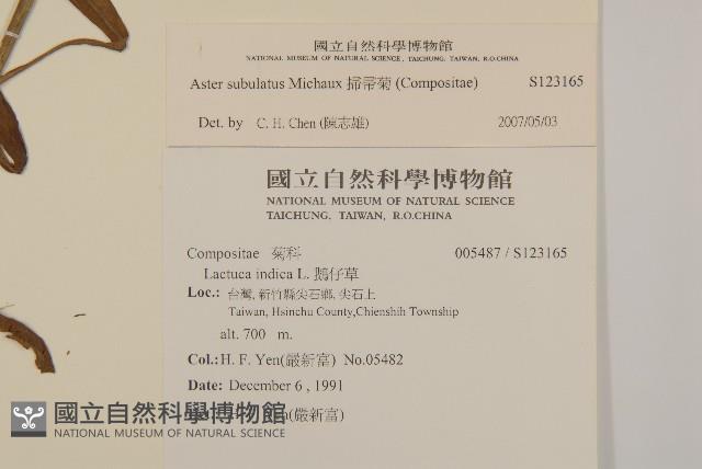 掃帚菊藏品圖，第2張