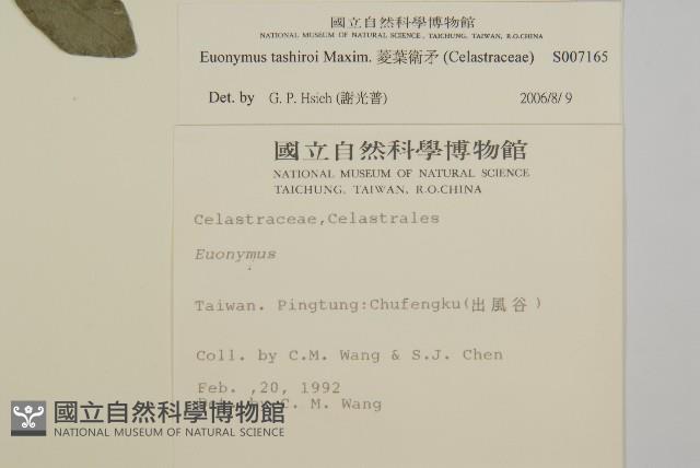 菱葉衛矛藏品圖，第2張