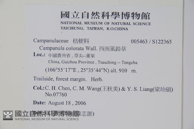 西南風鈴草藏品圖，第2張