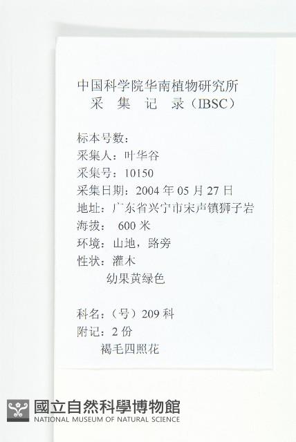 褐毛四照花藏品圖，第2張