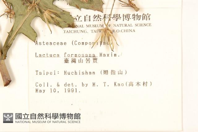 臺灣山苦苣藏品圖，第2張