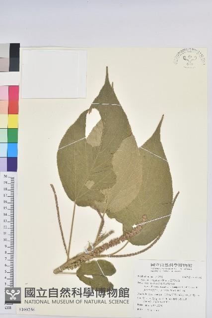 糙莖菝契藏品圖，第1張