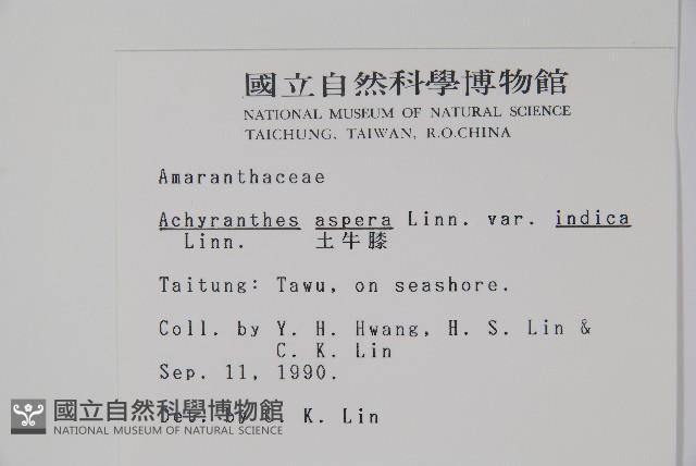 印度牛膝、土牛藤藏品圖，第2張