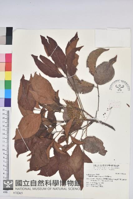 茄苳、重陽木藏品圖，第1張