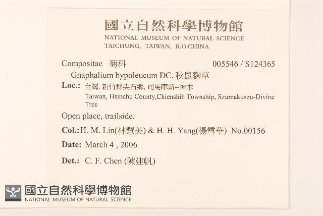 秋鼠麴草藏品圖，第2張