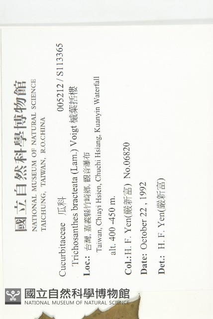 槭葉括樓藏品圖，第2張