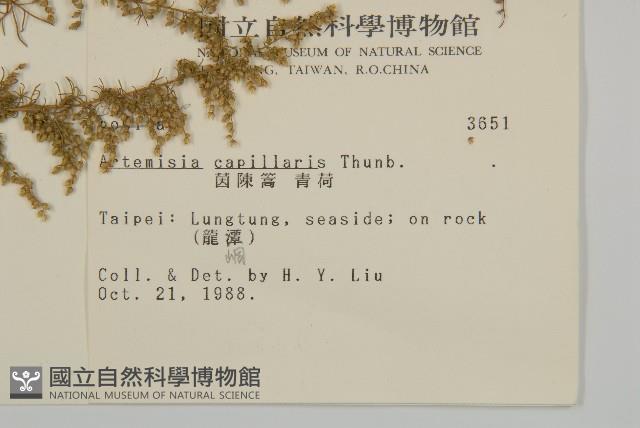 茵蔯蒿藏品圖，第2張