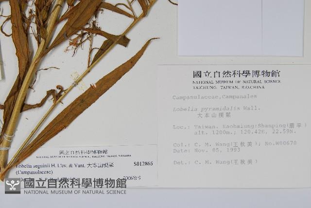 大本山梗菜藏品圖，第2張