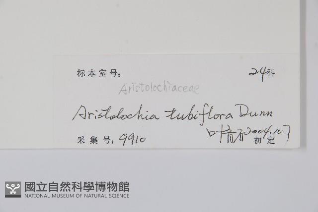 管花馬兜鈴藏品圖，第2張