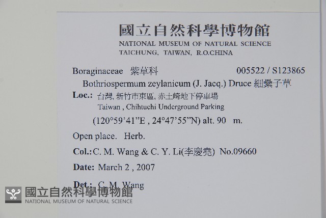 細纍子草藏品圖，第2張