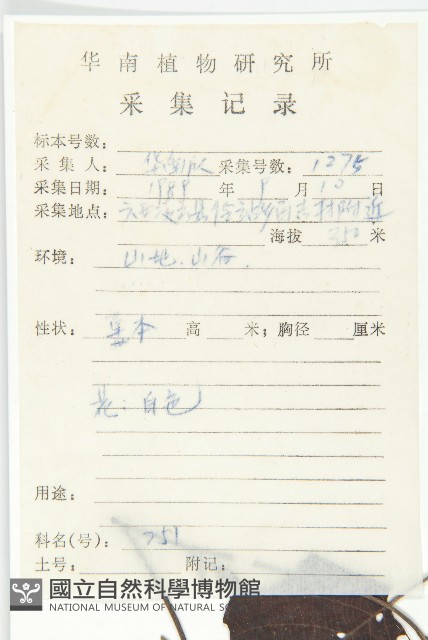 繖花菜欒藤藏品圖，第2張