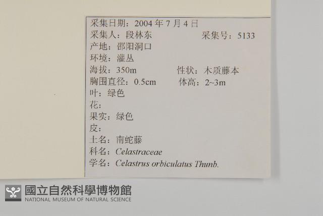 南蛇藤藏品圖，第2張