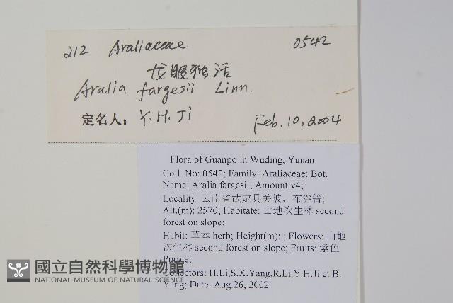 龍眼獨活藏品圖，第2張