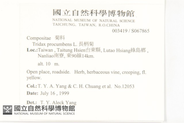 長柄菊藏品圖，第2張