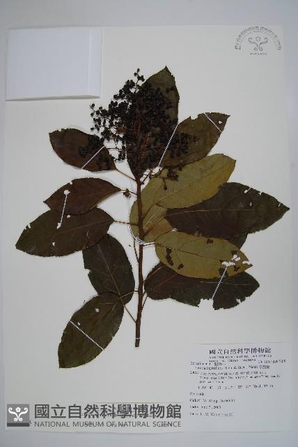 厚殼樹藏品圖，第1張