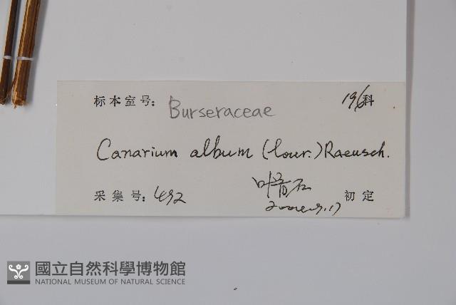 橄欖藏品圖，第2張