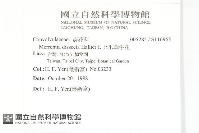 七爪牽牛花藏品圖，第2張