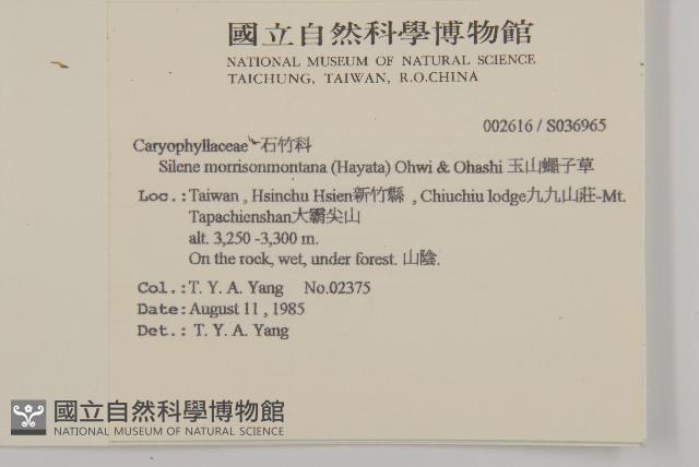 玉山蠅子草藏品圖，第2張