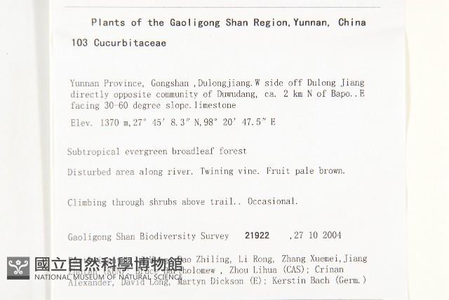 長葉絞股藍藏品圖，第2張