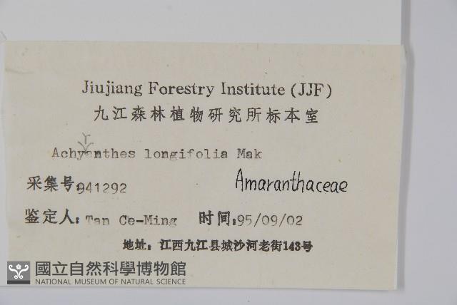 柳葉牛膝藏品圖，第2張