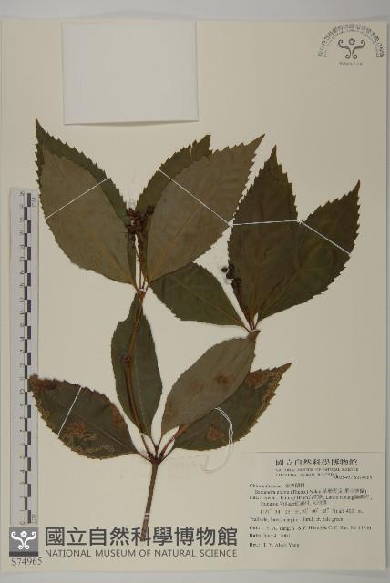 草珊瑚、紅果金粟蘭藏品圖，第1張