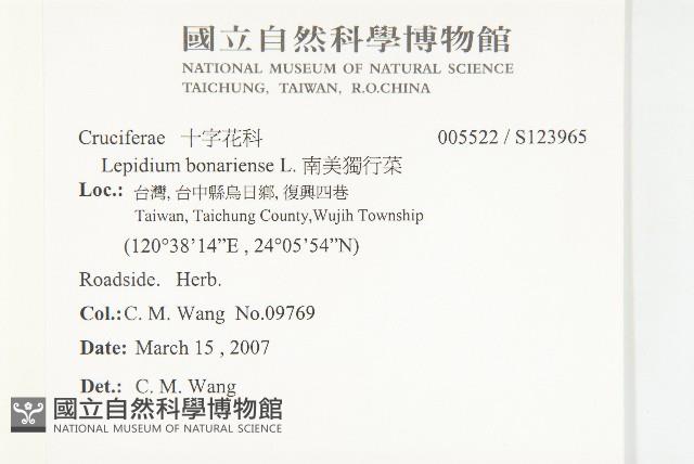 南美獨行菜藏品圖，第2張