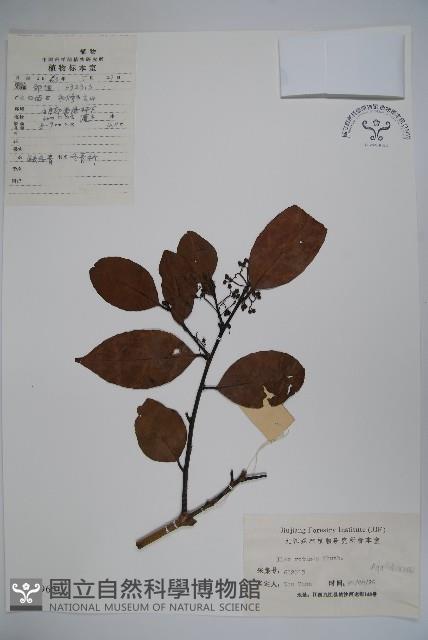 鐵冬青藏品圖，第1張