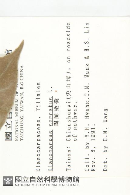 錫蘭橄欖、鋸葉杜英藏品圖，第2張