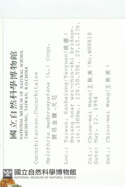 倒吊金鐘、天花藏品圖，第2張