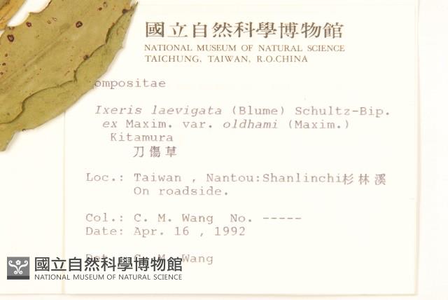 刀傷草藏品圖，第2張