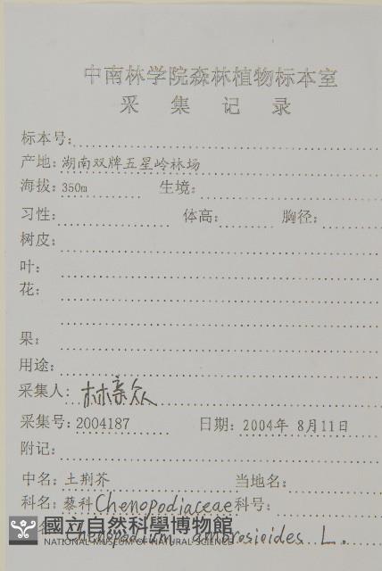 臭杏、土荊芥藏品圖，第2張