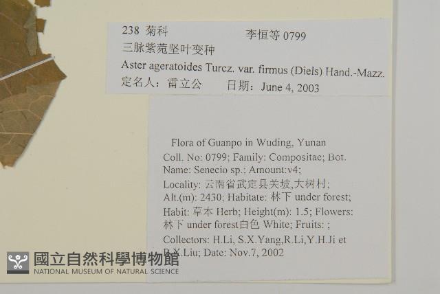 堅葉紫菀藏品圖，第2張