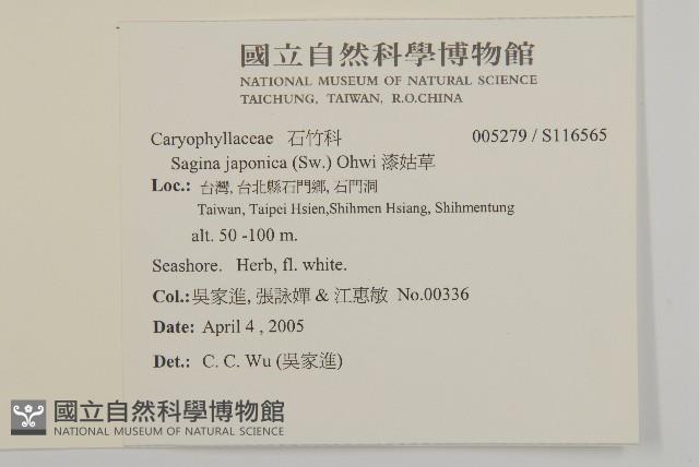 瓜槌草、漆姑草藏品圖，第2張