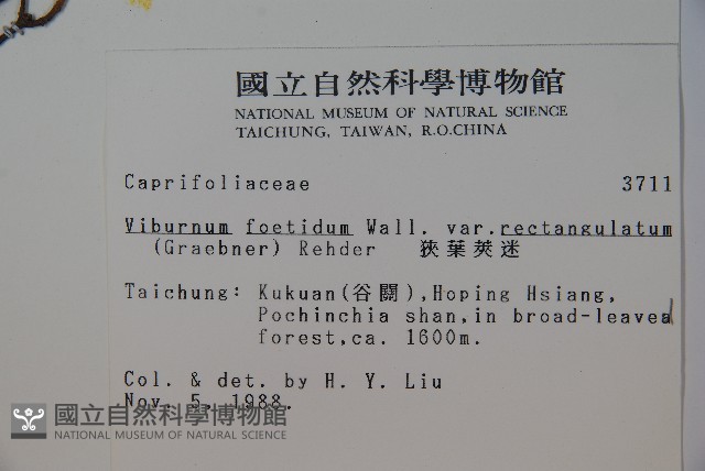 狹葉莢迷藏品圖，第2張