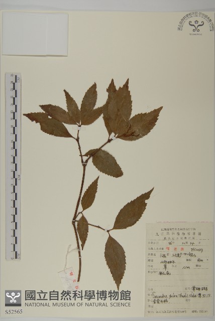 草珊瑚、紅果金粟蘭藏品圖，第1張