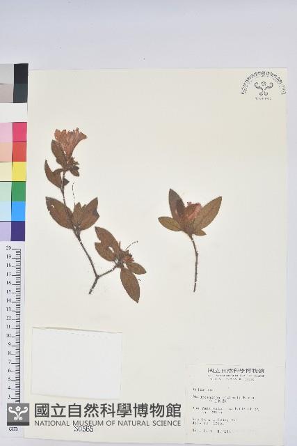 金毛杜鵑藏品圖，第1張