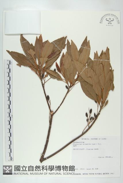 杜英、山杜英、蘭嶼杜英藏品圖，第1張