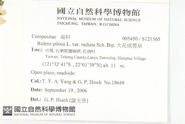 大花咸豐草藏品圖，第2張