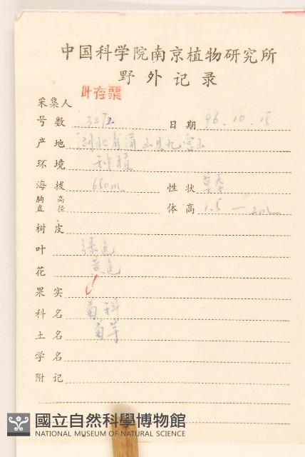 塊根向日葵藏品圖，第2張