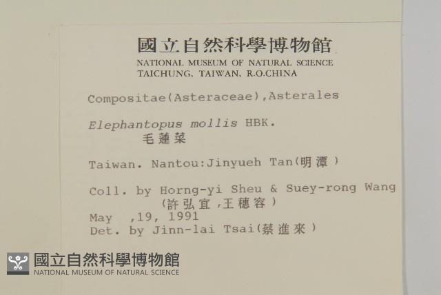 地膽草、毛蓮菜藏品圖，第2張