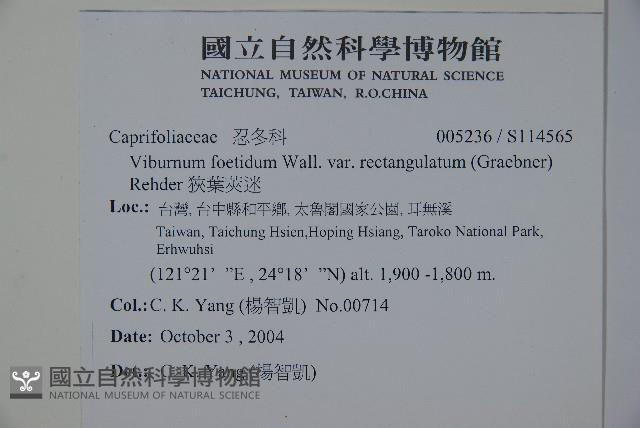 狹葉莢迷藏品圖，第2張