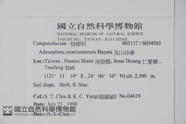 玉山沙參藏品圖，第2張