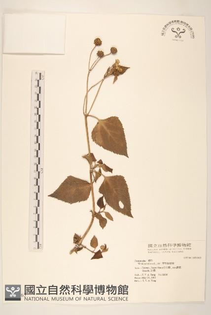 雙花蟛蜞菊藏品圖，第1張