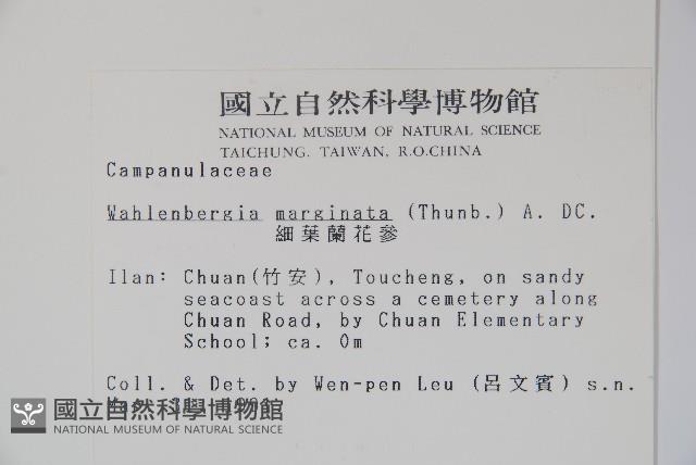 細葉蘭花參藏品圖，第2張