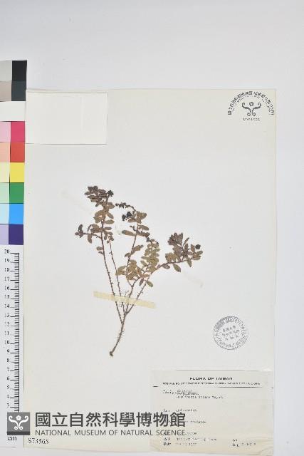 高山白珠樹藏品圖，第1張