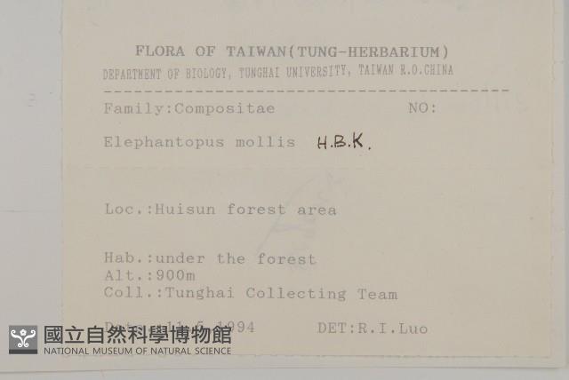 地膽草、毛蓮菜藏品圖，第2張