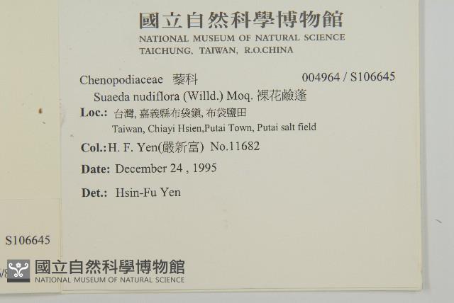 裸花鹼蓬藏品圖，第2張