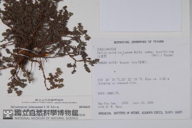 山豆根、台灣天芹菜藏品圖，第2張