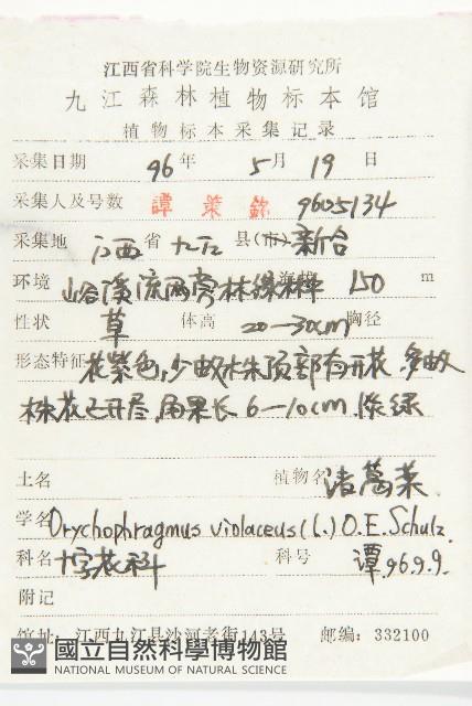 諸葛菜藏品圖，第2張