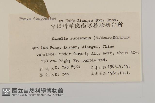 矢鏃葉蟹甲草藏品圖，第2張